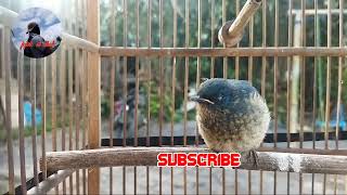 Download lagu suara pikat tledekan sitrun ampuh cocok buat pancingan burung bahan jejak si thole jt1 mp3