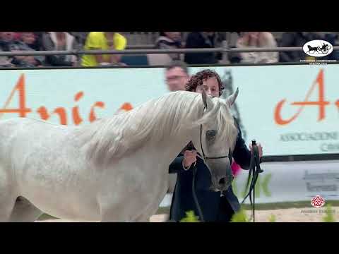 N 50 TOKYO PPJ   European Championship 2021   VERONA   Yearling Colts Class 10A