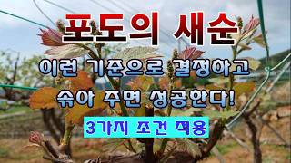 [텃밭농부 2,225]  포도나무 새순 선택 및 솎아주기! 3가지 조건을 맞추어서 #포도재배