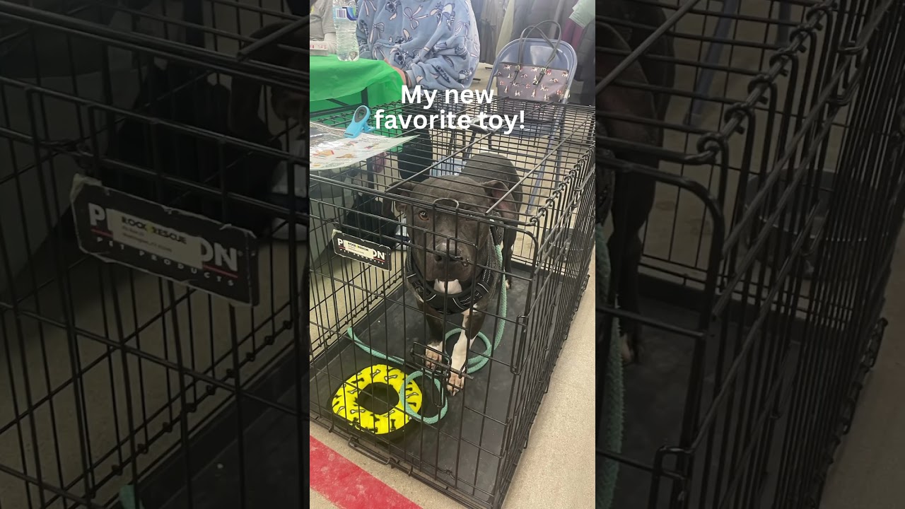 Enlarge Rudolph, an adoptable mixed breed in Maysville, KY video 6/6