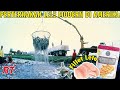 PERTERNAKAN IKAN LELE MODERN DI AMERIKA TEKNOLOGI TERNAK IKAN PATIN SKALA BESAR