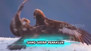 Download lagu Sang Sayap Penakluk | SI OTAN (13/11/23) mp3