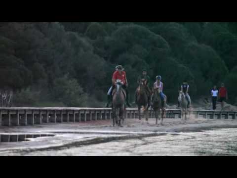 Galoppo sulla laguna - chia