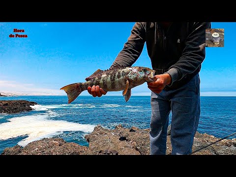 The grouper finally came out after so much searching. || Learn how to fish for grouper.