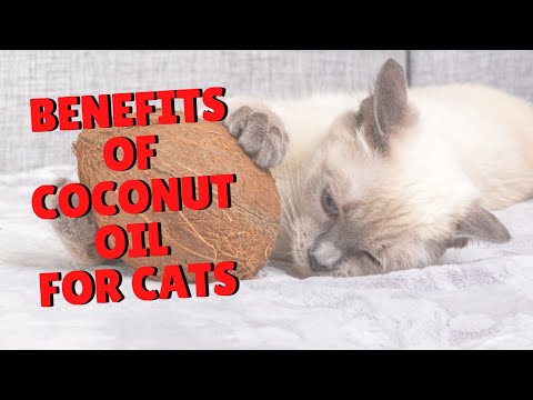 Benefits of Coconut Oil for Cats | Two Crazy Cat Ladies