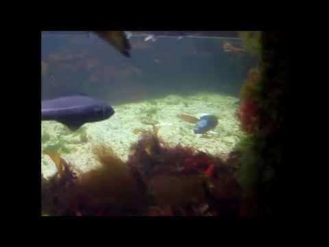 Byakvariet i Florø, Film 3. Gyteleik hos Blåstål.