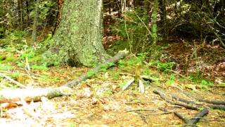 preview picture of video 'Tornado Bugs - Shackford Head State Park, Eastport, Maine'