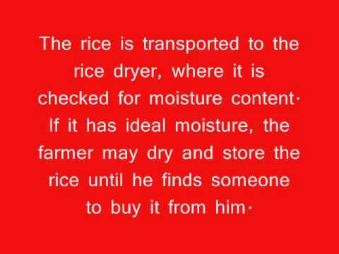 Rice: Fields of Opportunity