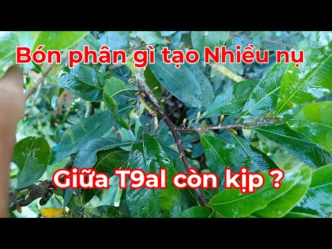 Muốn Mai nhiều nụ cần phải biết thời điểm và bón phân NPK thích hợp dành cho những Ae mới
