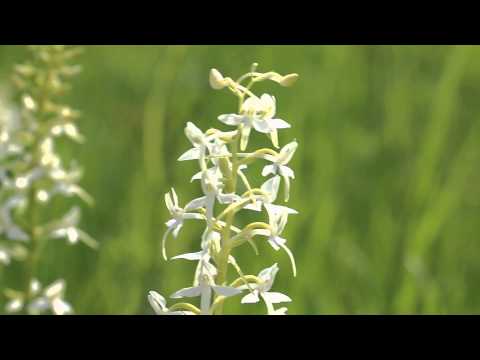 Любка двулистная – ночная фиалка (Platanthera bifolia)