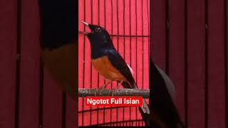 Download lagu Isian mewah Burung Murai Batu mp3