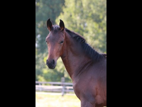 2021* For Romance I x Jazz - Stutfohlen - filly - Fräulein Wunderbar