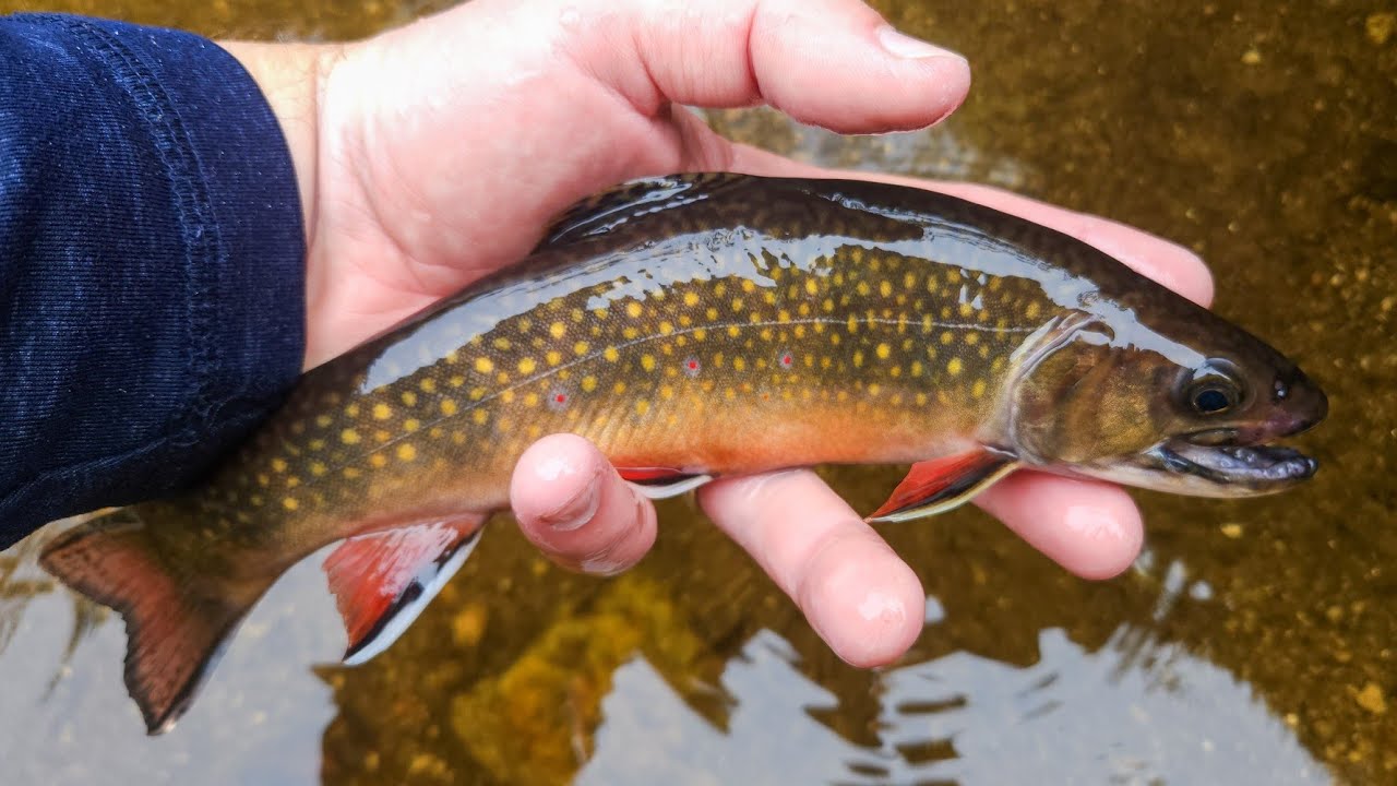 NC Small Stream Fly Fishing - 9-13-24