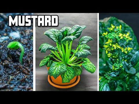 Mustard Greens Growing Time Lapse - Seed to Flower (103 Days)