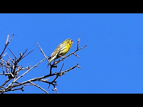 Kanárik poľný — spievajúci samec