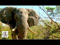 Terrifying 5-yard Shot on a Giant Botswana Elephant!