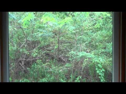 5 Hemerick Lane Ringtown Pa 2 Bed 1 bath.  mls video