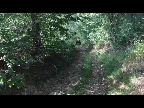 Iepele lui Ghiurita de la Budesti,Maramureş#2019