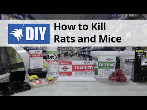  Rodent Control - How to Kill & Get Rid of Rats & Mice Video 