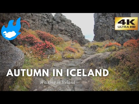 Iceland Walking Tour - Þingvellir in Autumn [4K]