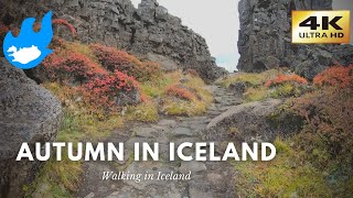 Iceland Walking Tour - Þingvellir in Autumn [4K]