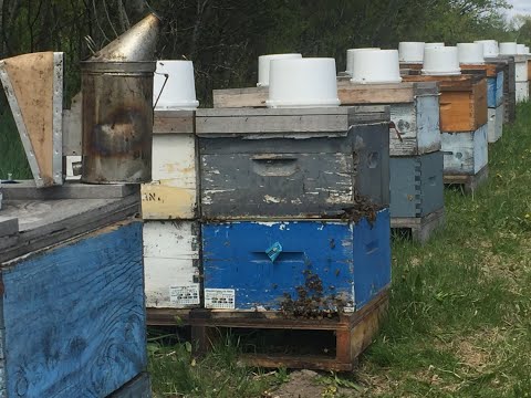 2019 Spring REWIND - Brood Nest Management