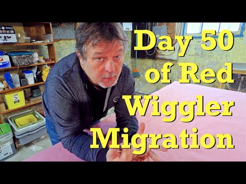 50th day of migration in 211-day red wiggler worm bin - vermicompost