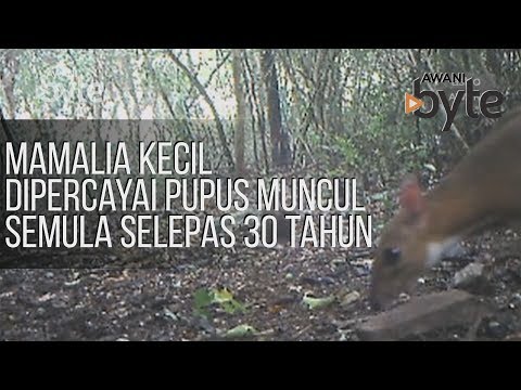 #AWANIByte: Mamalia kecil dipercayai pupus muncul semula selepas 30 tahun