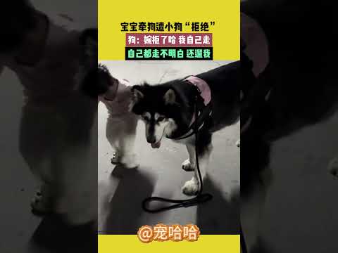 寶寶牽狗遭小狗“拒絕”，狗：婉拒了哈，我自己走，自己都走不明白，還遛我 #宠哈哈