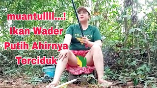 Download lagu Sarang Ikan wader memang sangat joss, mancing mania  mp3 Download lagu Sarang Ikan wader memang sangat joss, mancing mania  mp3