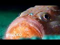 What Lurks In The Midnight Zone Blue Planet II BBC Earth