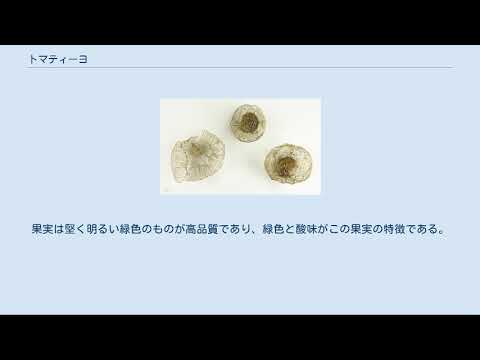 トマティージョ 植物