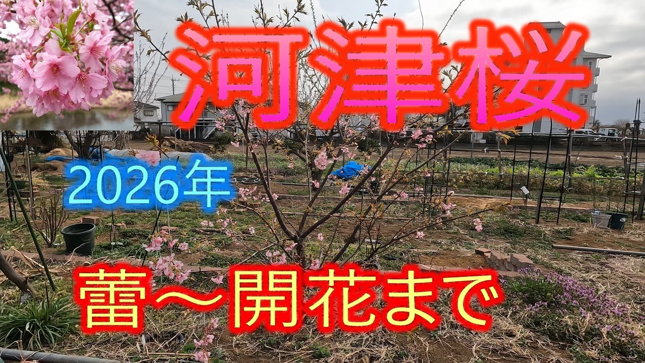 【河津桜】2026年　蕾～開花まで