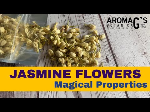 Jasmine Flowers Magical Properties