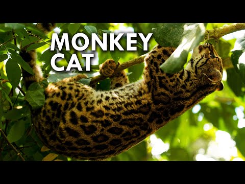 This Wild Cat Behaves Like a Monkey!