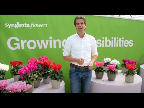 Syngenta Flowers  Digital Summer Trials for Turkish market 2021