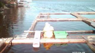 preview picture of video 'Lake Vermilion Walleye Hatchery by Everett Bay Lodge'