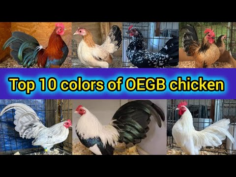 Old English game bantam chickens | Top 10 colors of OEGB | Old English game fowl chicken