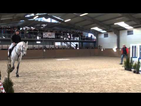 Cento Lano Arcus - VIDEO Přehlídka plemenných hřebců ERC Mnětice 2015