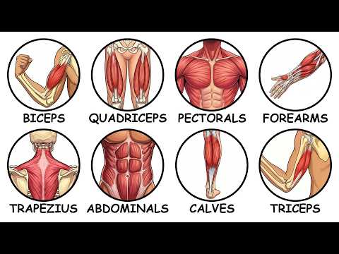 All of Muscle Insertions Explained