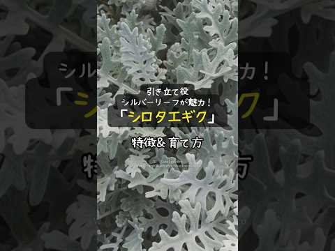 【引き立て役】シルバーリーフが魅力！シロタエギクの特徴＆育て方 #shorts #ガーデニング #園芸 #リーフプランツ #寄せ植え #冬