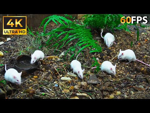 Best Cat TV to Watch 🐱 Cute Tiny White Mice Searching Food🐭 Watch in 4K HD 60FPS 🐱 Kitty Vision
