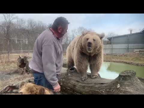 Bear At Animal Sanctuary Sniffs Over His Human Friend To Ensure He Hasn't Been With Other Bears