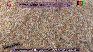 الزعفران WhiteRoot