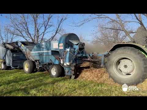 The way pecans are harvested