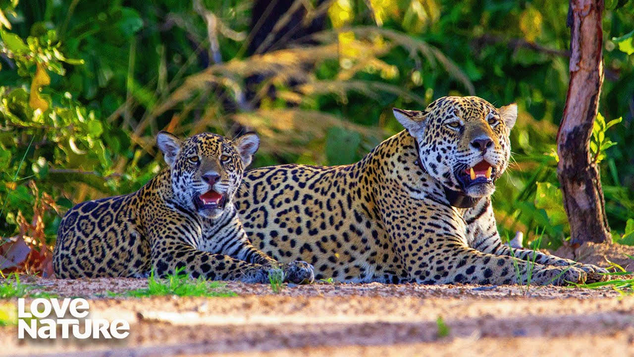Jaguar Cub Takes Survival Lessons From Mom | New Kids In The Wild 201