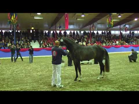 Oldenburg Stallion Licensing 2009