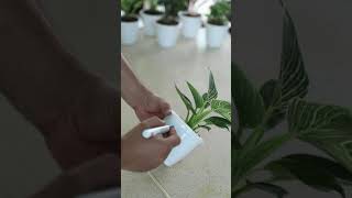 Learn how to test the soil of your plants to asses how dry or moist it is.