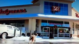 Dog Walgreens Holiday Commercial/Ad