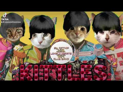 CATS EYE WITNESS NEWS - THE KITTLES